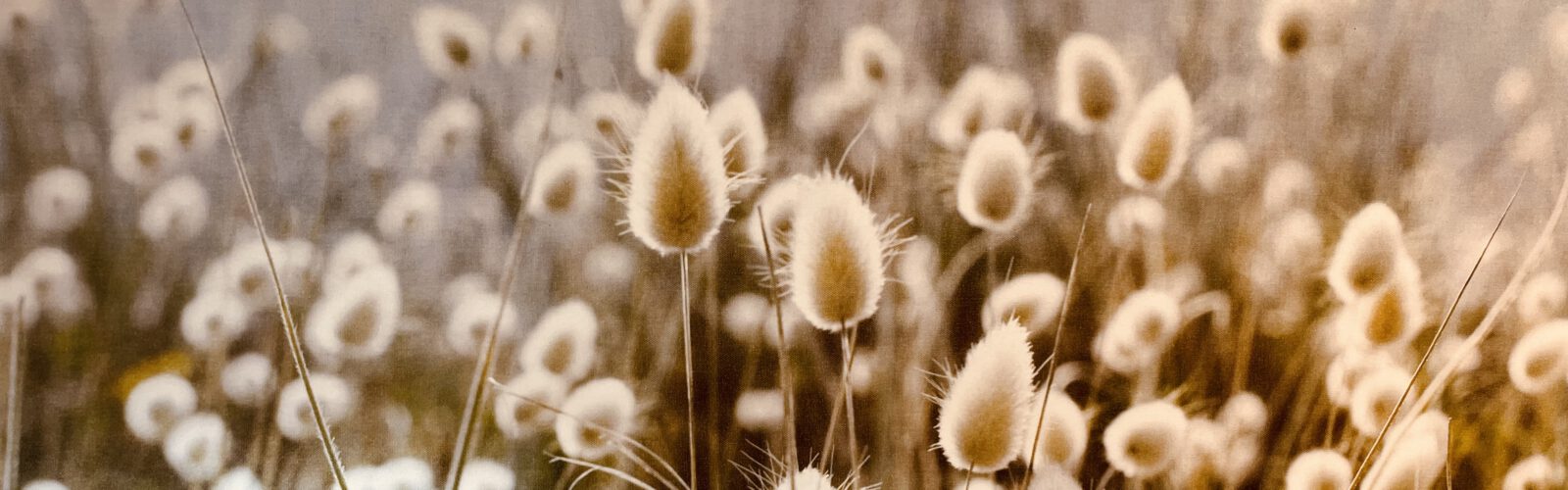 Psychotherapie & Supervision