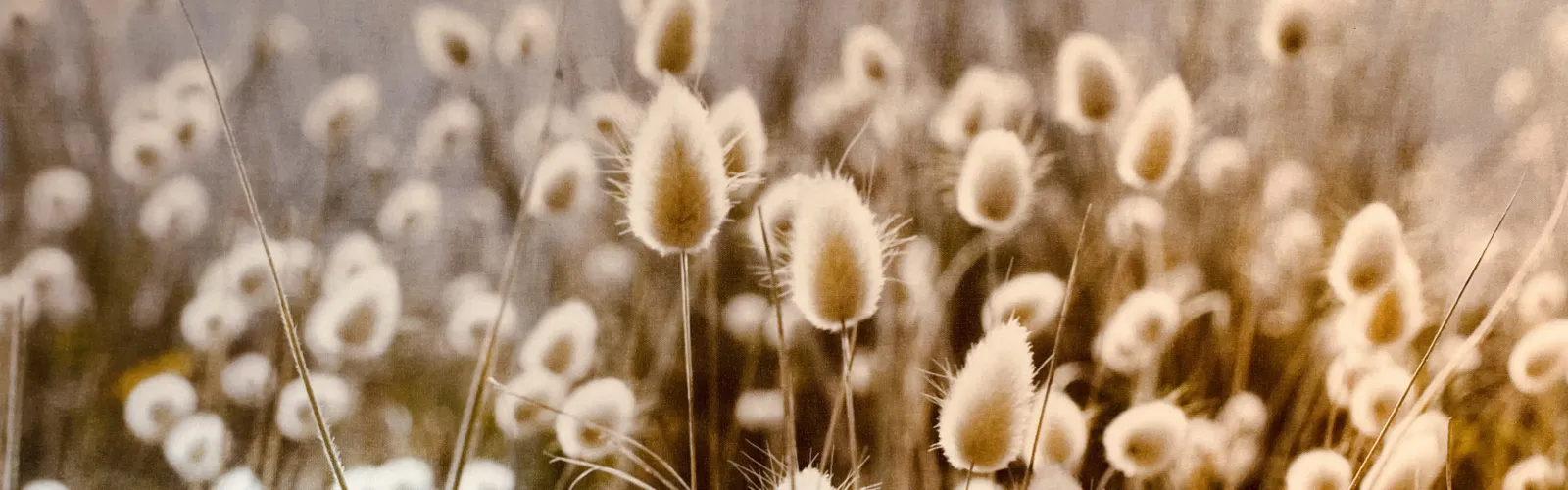 Psychotherapie & Supervision